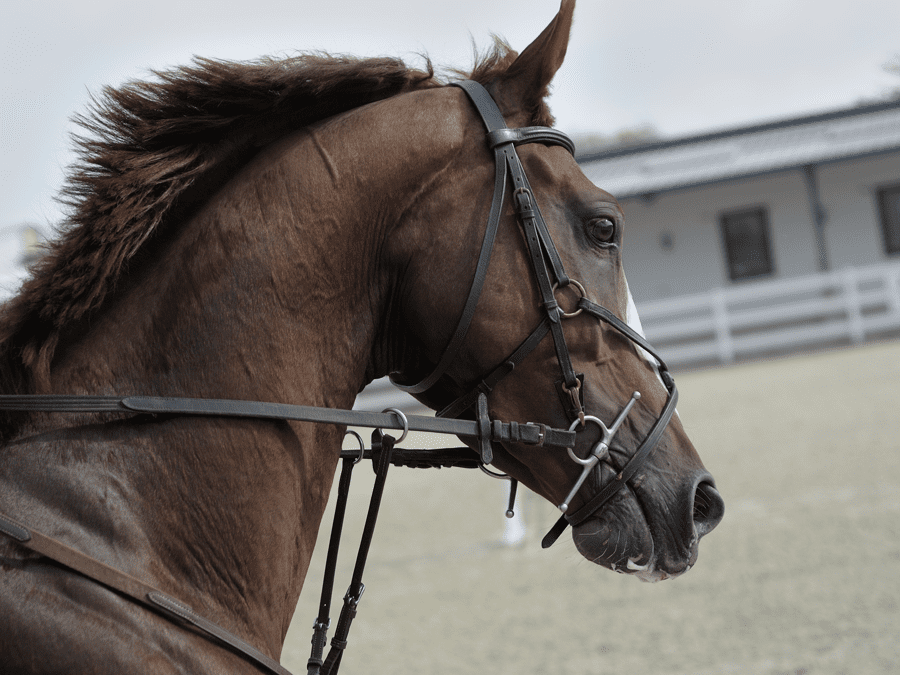 brown horse in a stable with riding gear