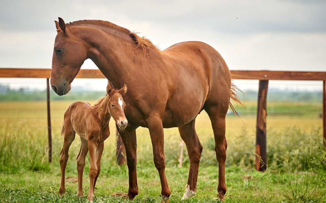 A mare nuzzling her foal.