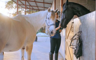 Equine Estate Planning: Securing Your Horses’ Future After Your Passing